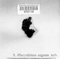 Placynthium nigrum image